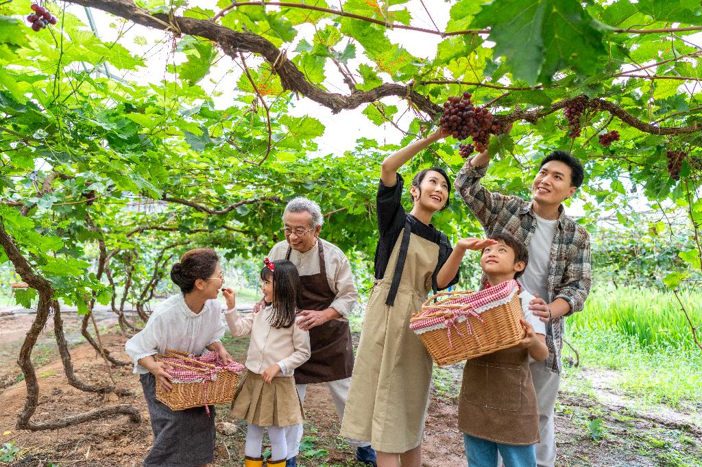 全家人在果园采摘葡萄图片