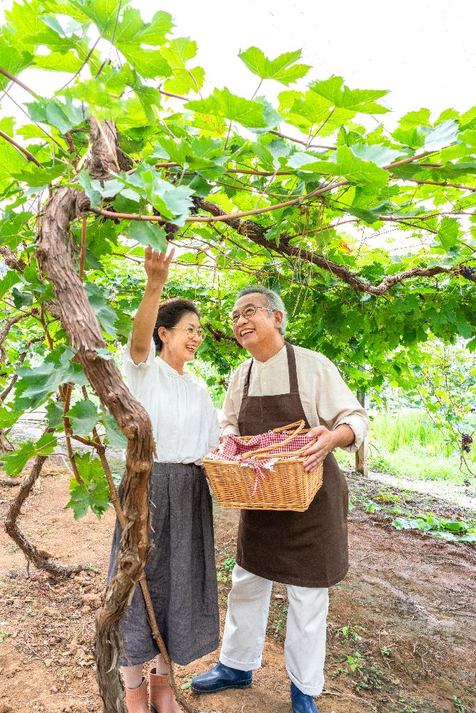 老年夫妻在果园采摘葡萄