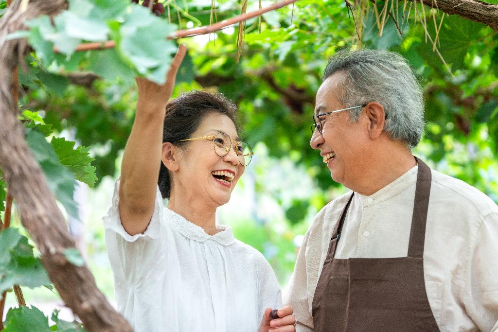 老年夫妻在果园采摘葡萄图片