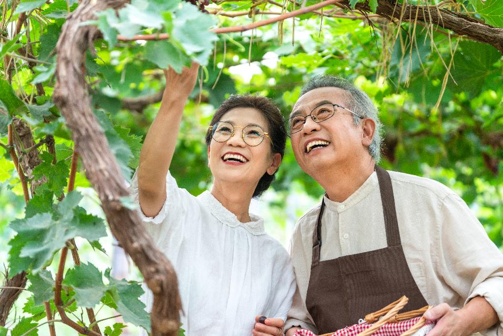 老年夫妻在果园采摘葡萄