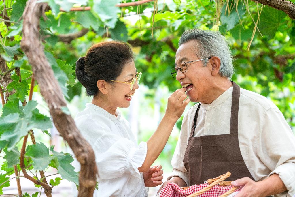 老年夫妻在果园采摘葡萄