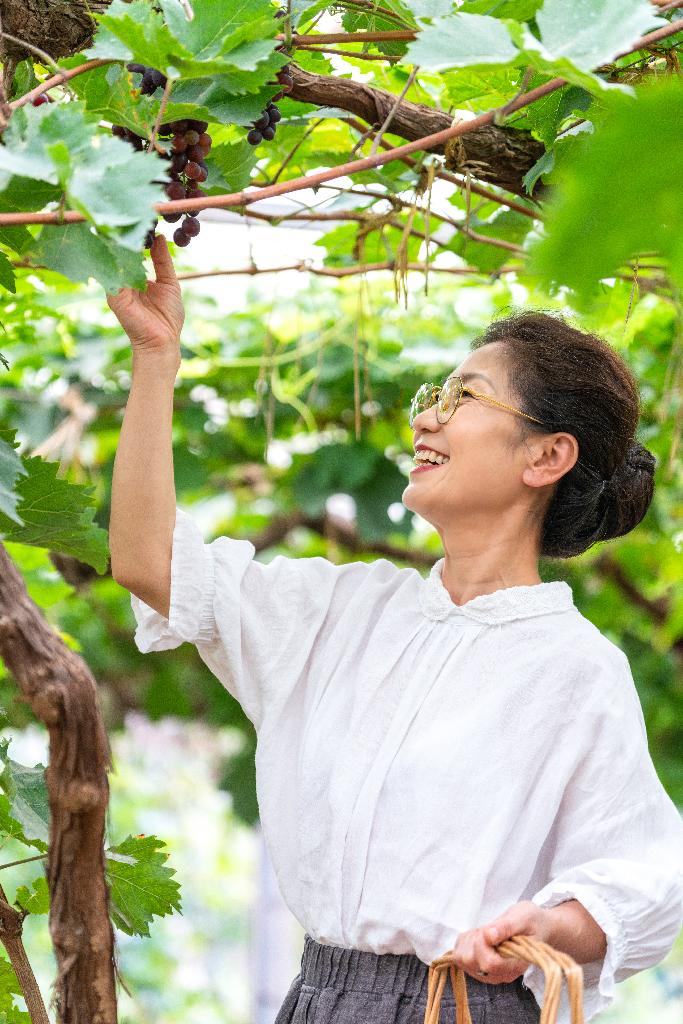 老年女人在果园采摘葡萄图片