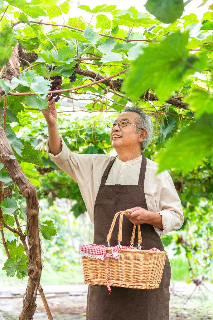 老年男人在果园采摘葡萄