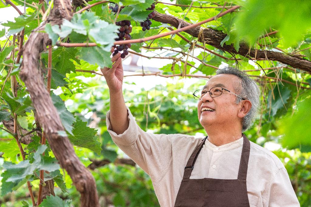 老年男人在果园采摘葡萄图片