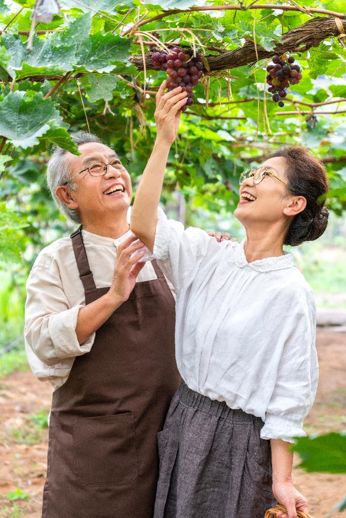 老年夫妻在果园采摘葡萄图片