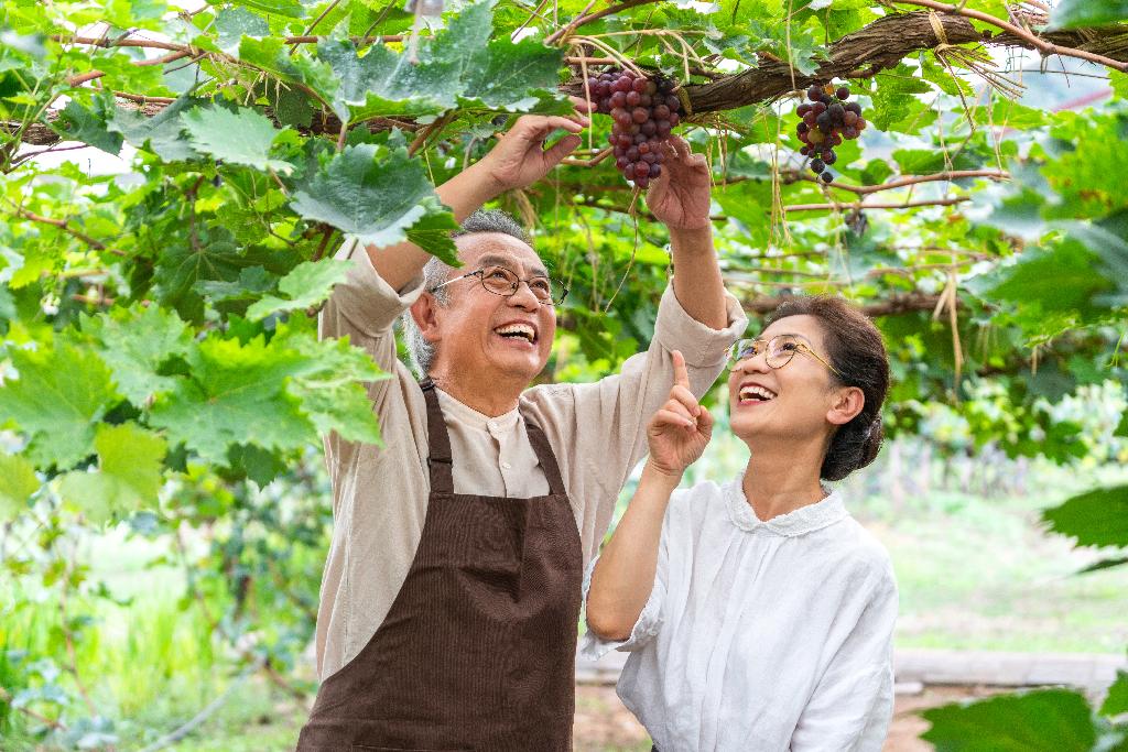 老年夫妻在果园采摘葡萄图片