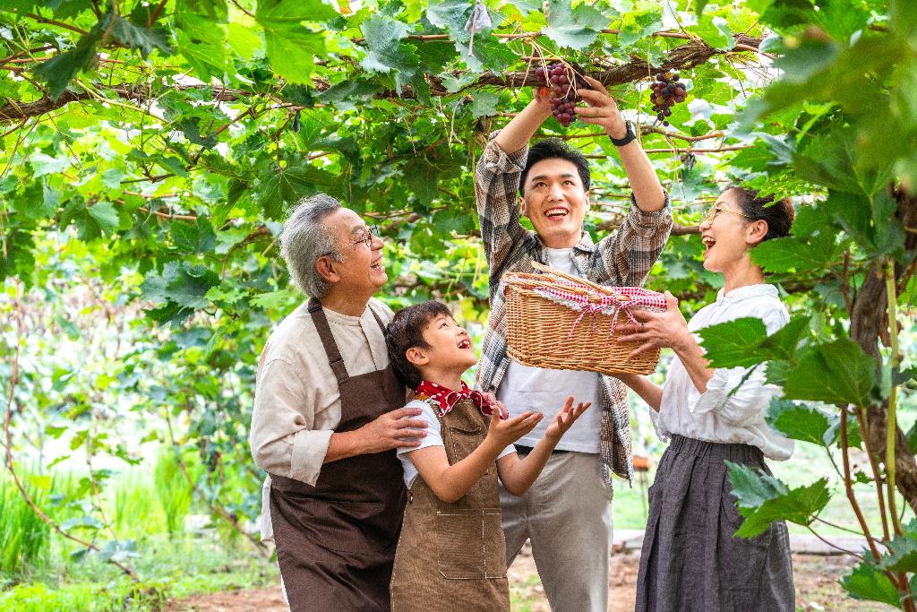 全家人在果园采摘葡萄图片