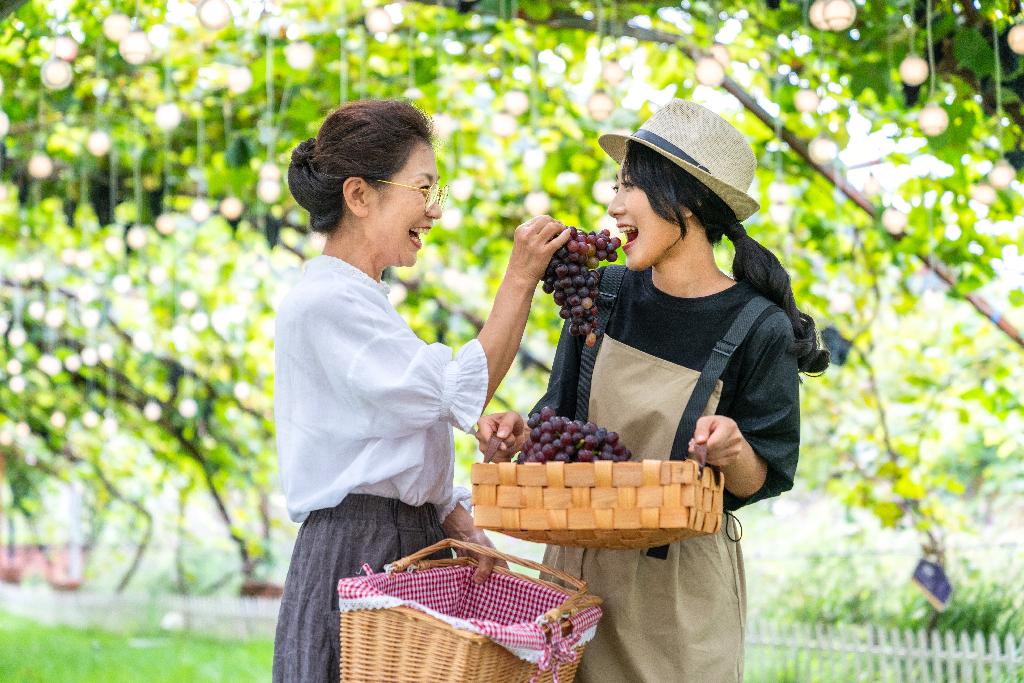 快乐的母女在果园采摘葡萄