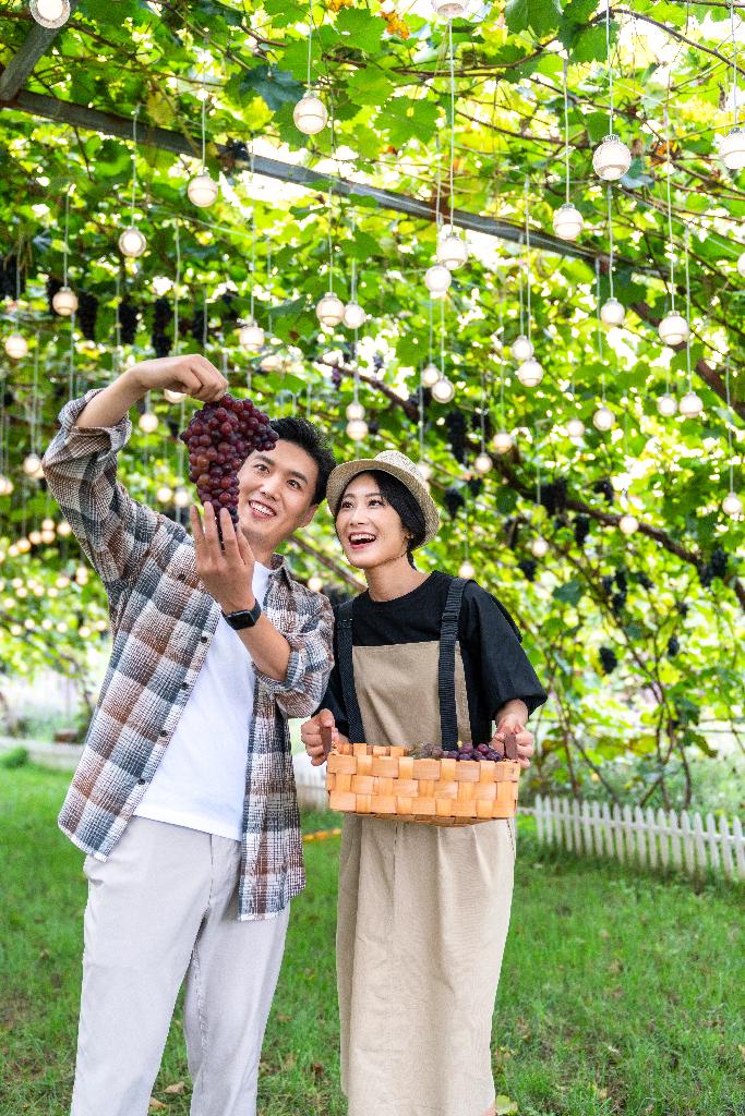 年轻夫妻在果园采摘葡萄