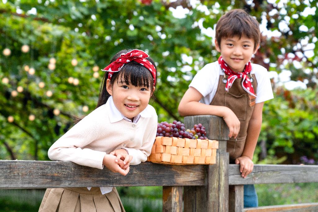 小朋友在果园采摘葡萄图片