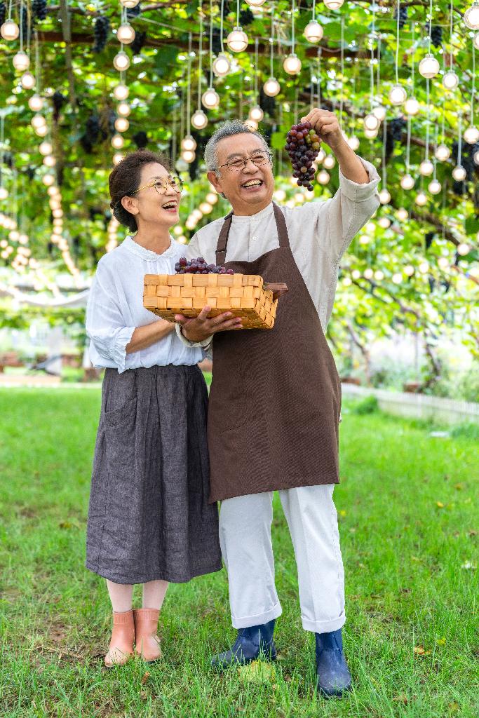 老年夫妻在果园采摘葡萄图片