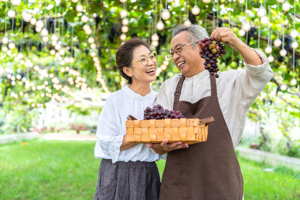 老年夫妻在果园采摘葡萄