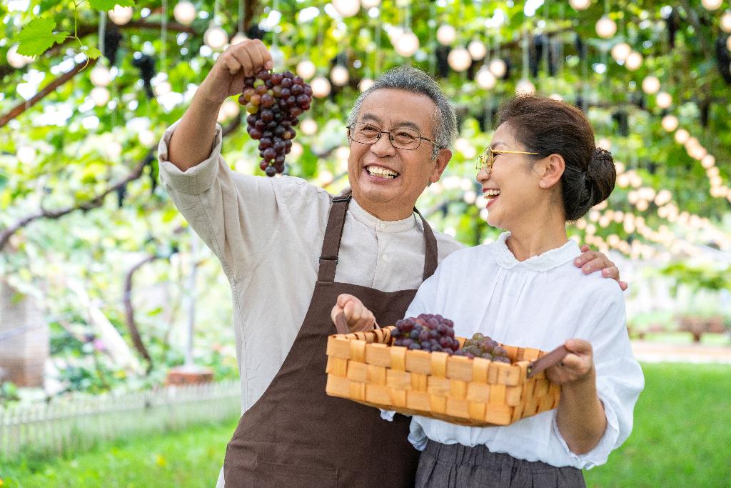 老年夫妻在果园采摘葡萄