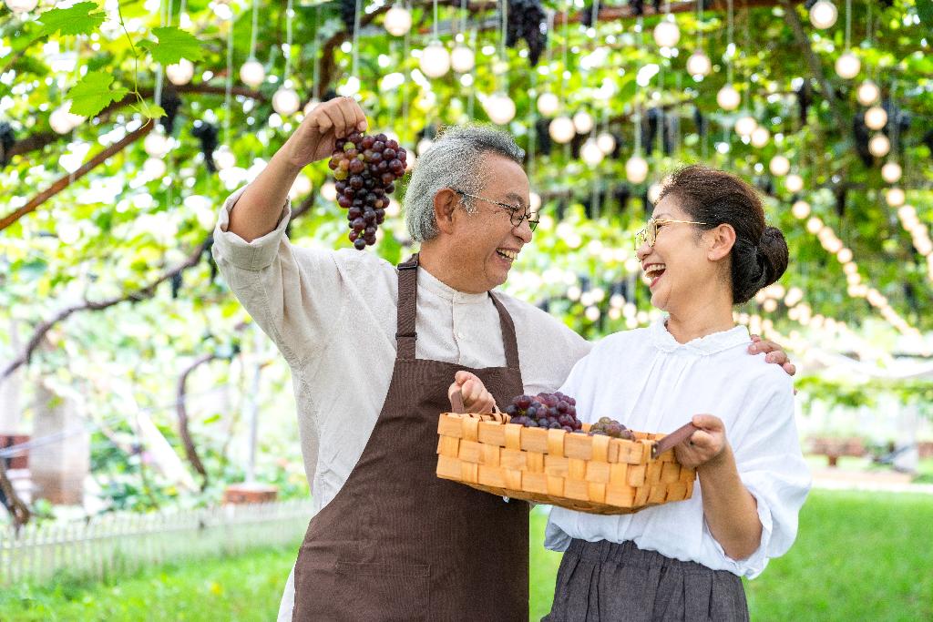 老年夫妻在果园采摘葡萄