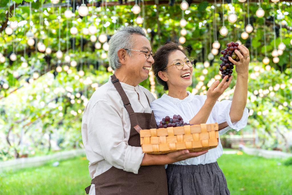 老年夫妻在果园采摘葡萄