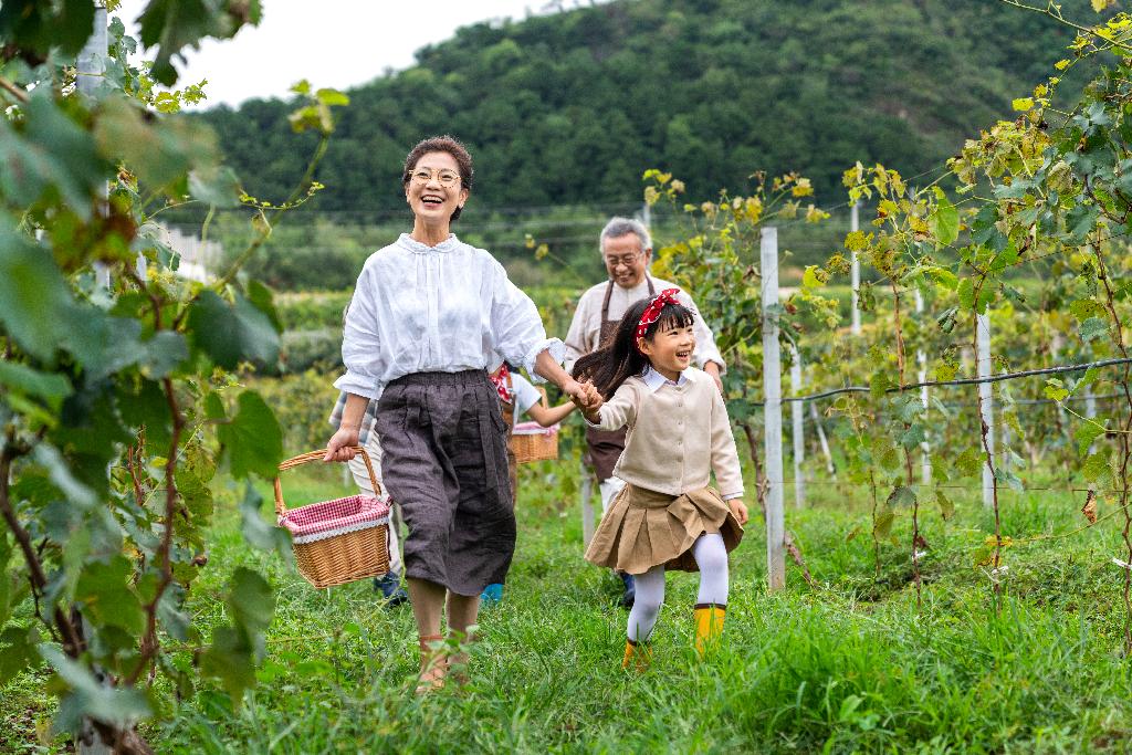 全家人在果园采摘葡萄图片