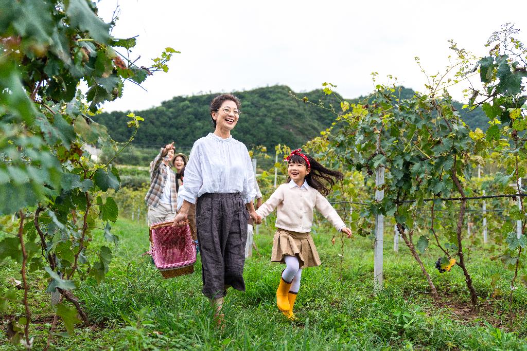 全家人在果园采摘葡萄