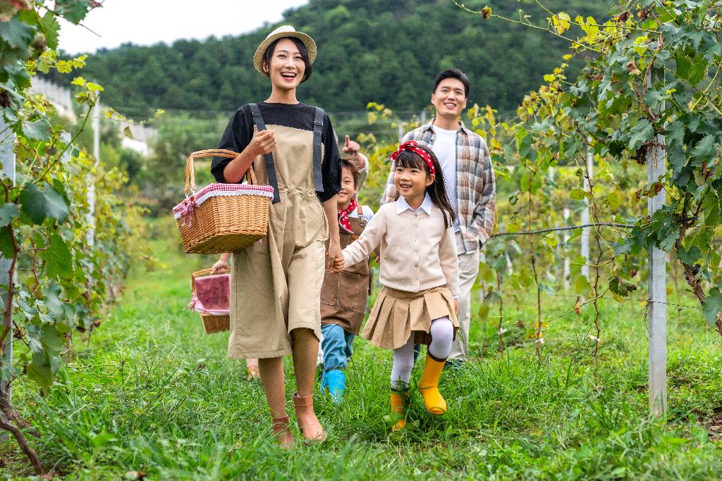 年轻家庭在果园采摘葡萄图片