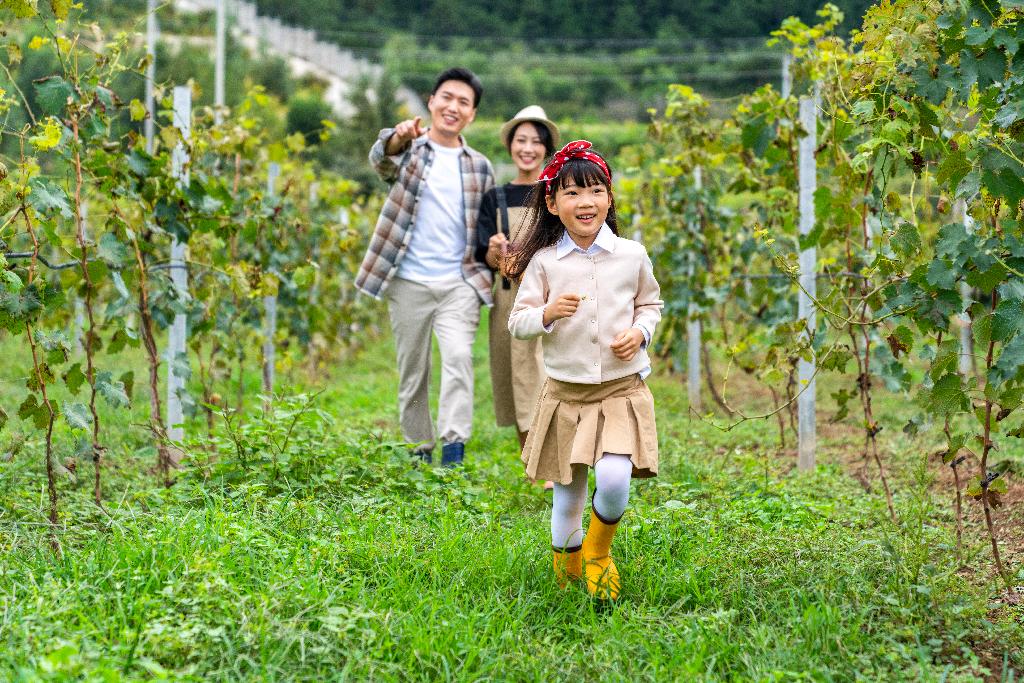 年轻家庭在果园采摘葡萄图片