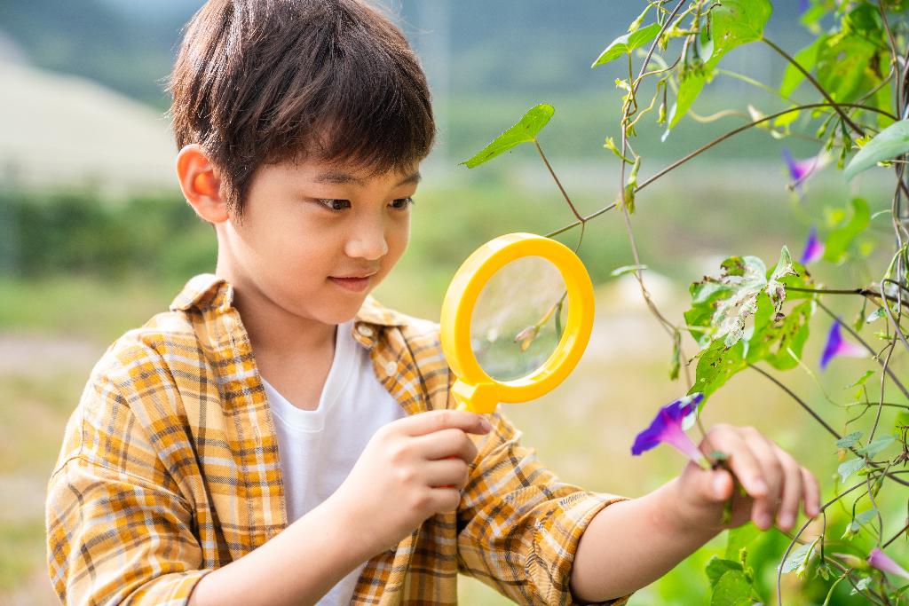 小男孩拿着放大镜观察植物图片