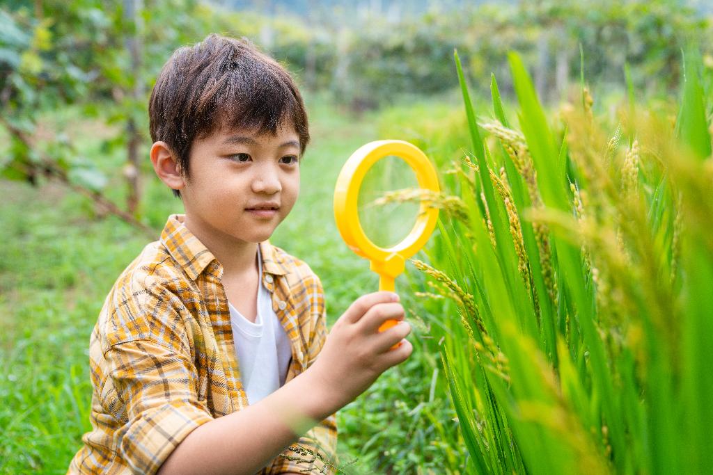 小男孩拿着放大镜观察植物图片