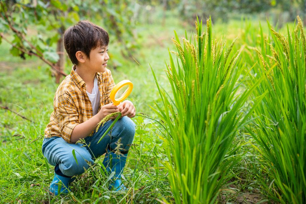 小男孩拿着放大镜观察植物