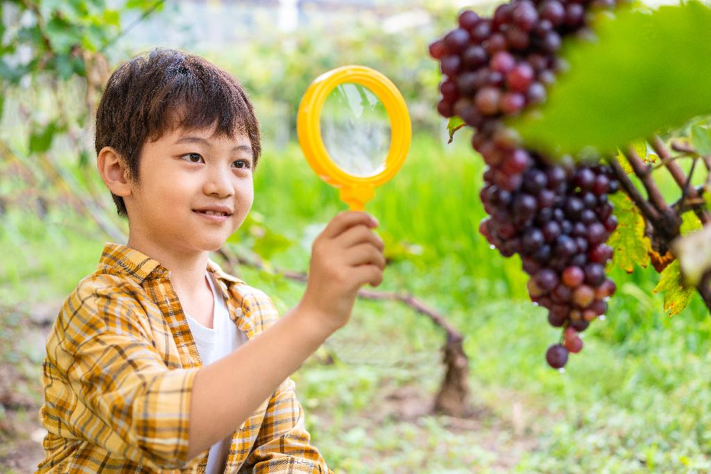 小男孩拿着放大镜观察葡萄图片