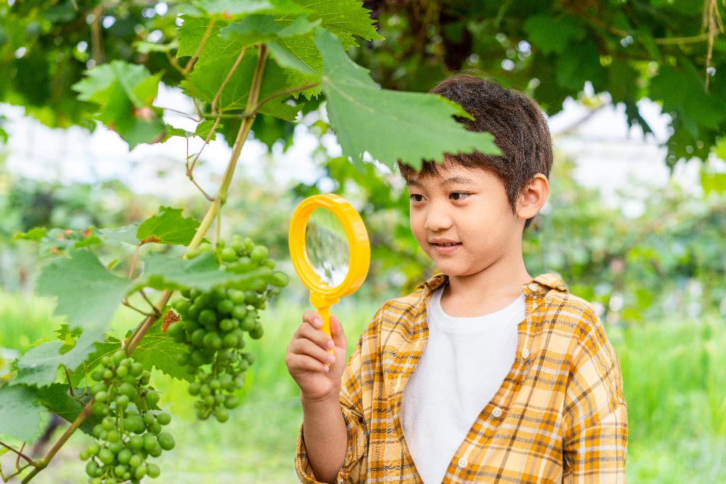 小男孩拿着放大镜观察葡萄图片