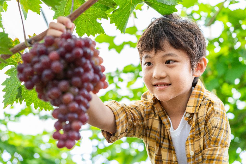 小男孩观察葡萄图片