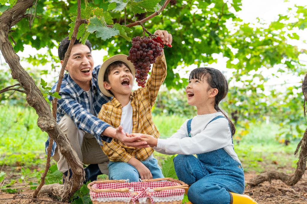 年轻家庭在果园采摘葡萄图片