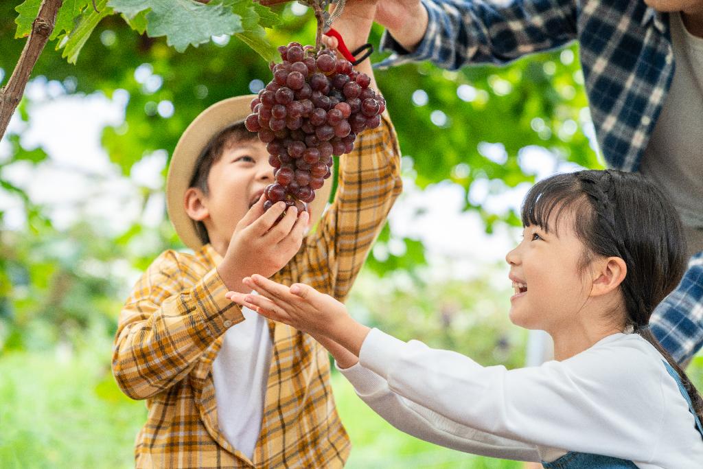 年轻家庭在果园采摘葡萄图片