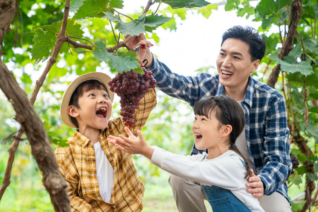 年轻家庭在果园采摘葡萄图片