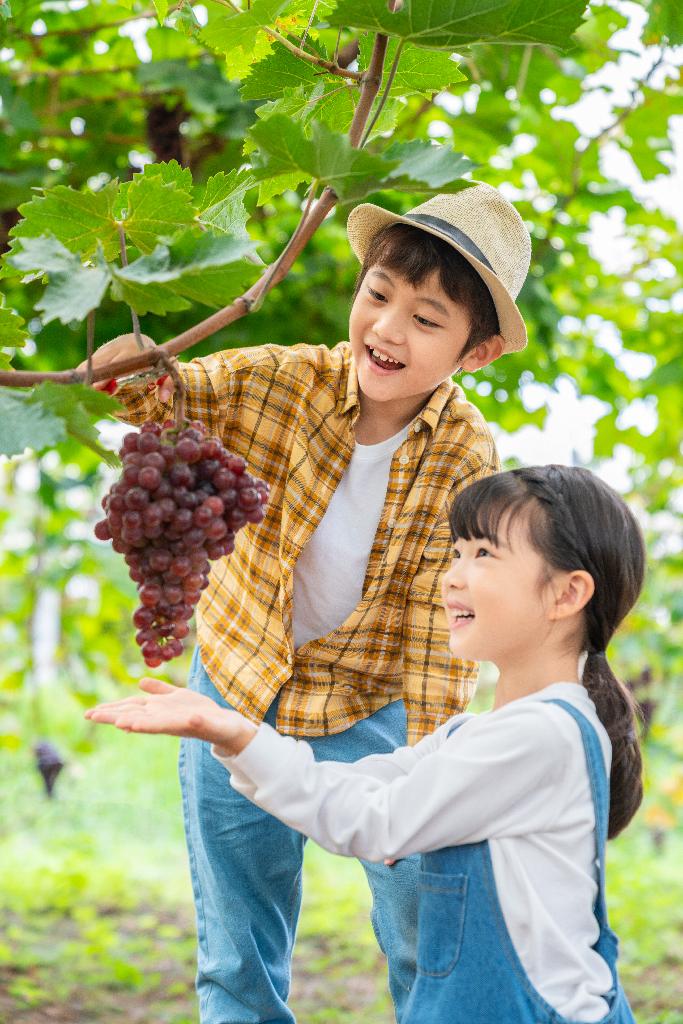 小朋友在果园采摘葡萄图片