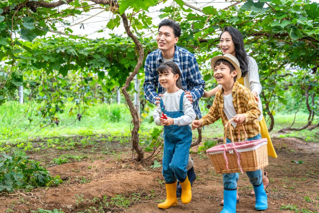 年轻家庭在果园采摘葡萄图片