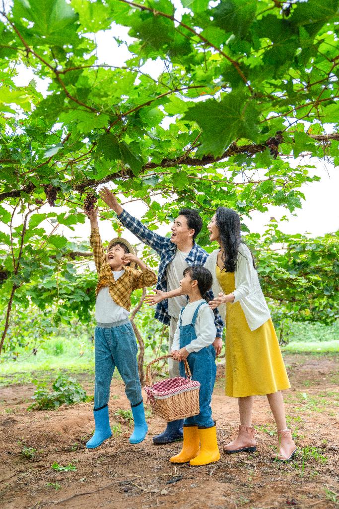 年轻家庭在果园采摘葡萄