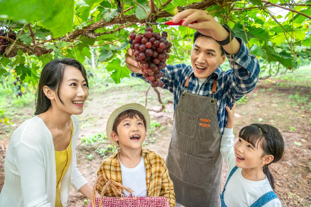 年轻家庭在果园采摘葡萄图片