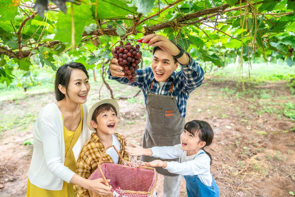 年轻家庭在果园采摘葡萄图片