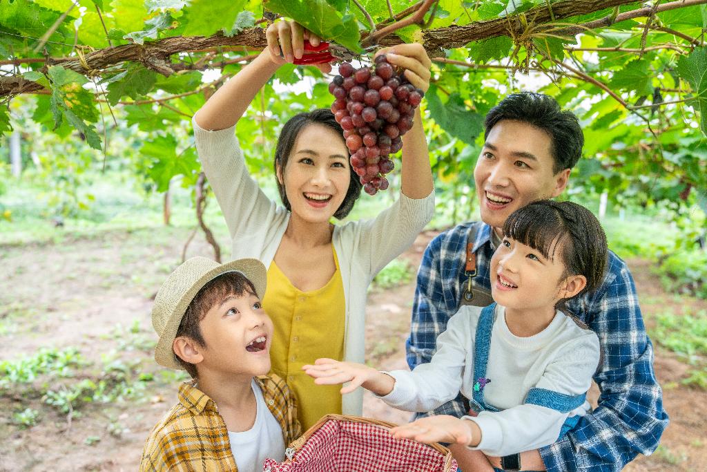 年轻家庭在果园采摘葡萄图片