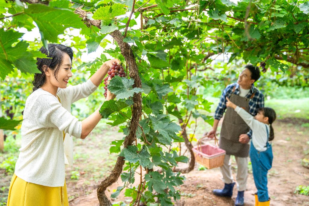 年轻家庭在果园采摘葡萄图片