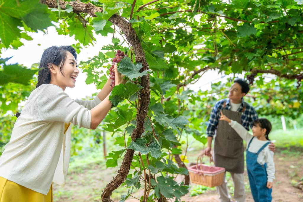 年轻家庭在果园采摘葡萄图片