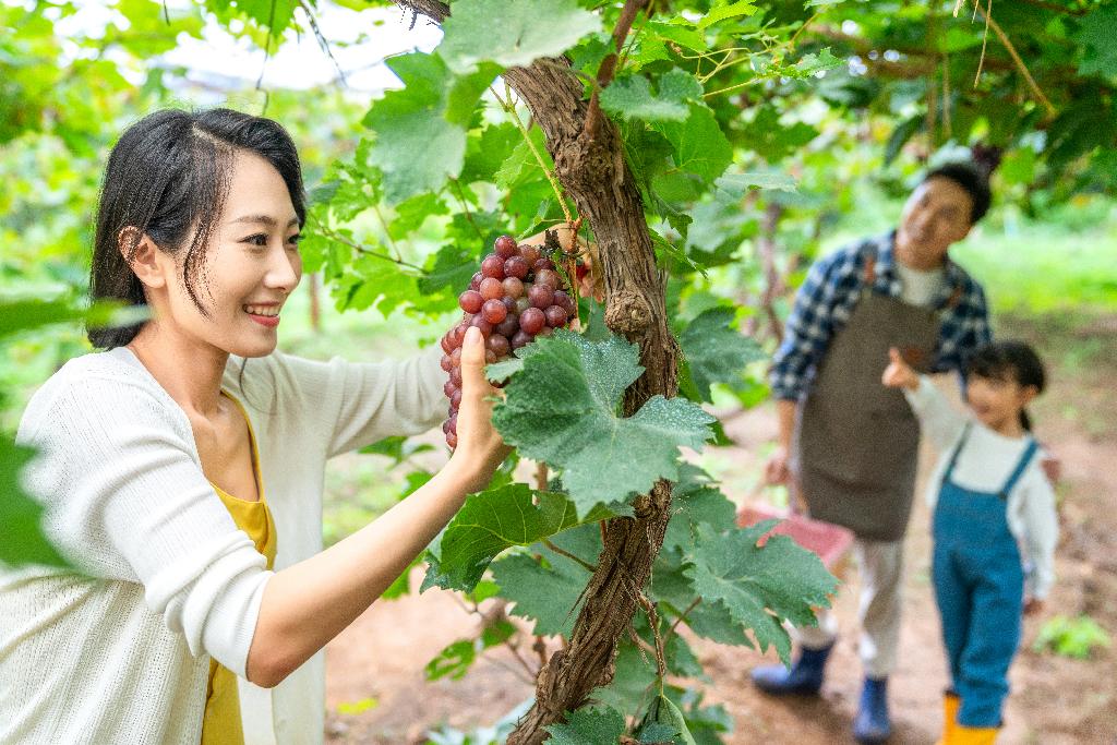 年轻家庭在果园采摘葡萄图片