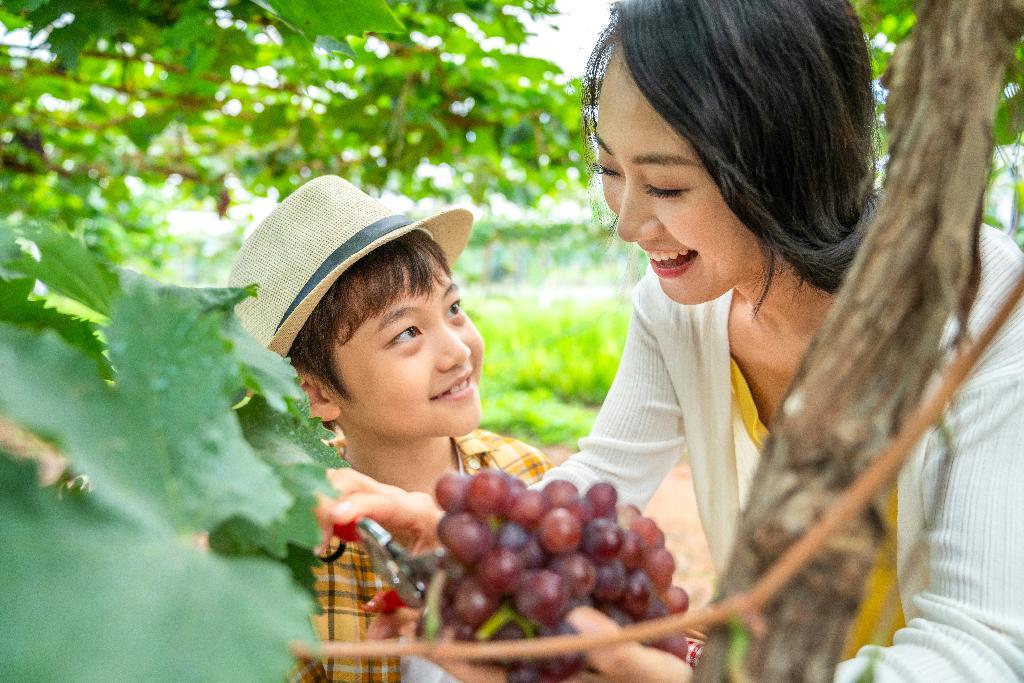 快乐的母子在果园采摘葡萄图片