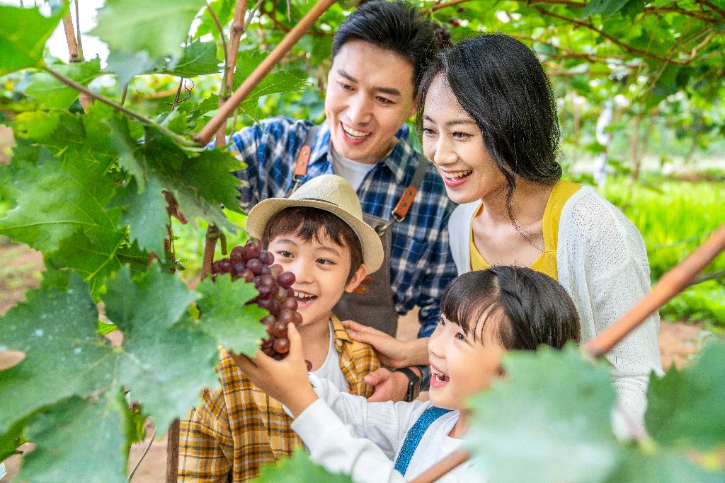 年轻家庭在果园采摘葡萄图片