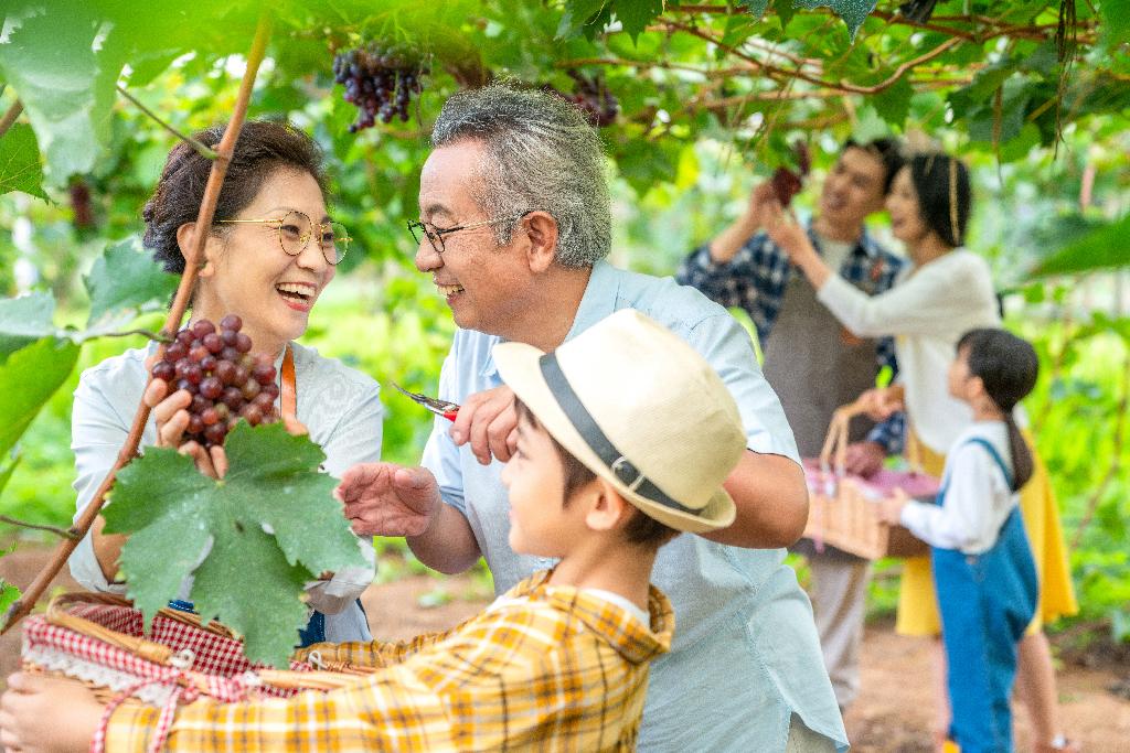 全家人在果园采摘葡萄图片