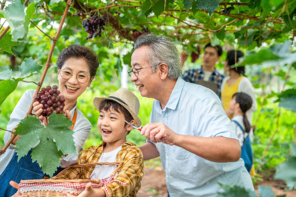 全家人在果园采摘葡萄图片