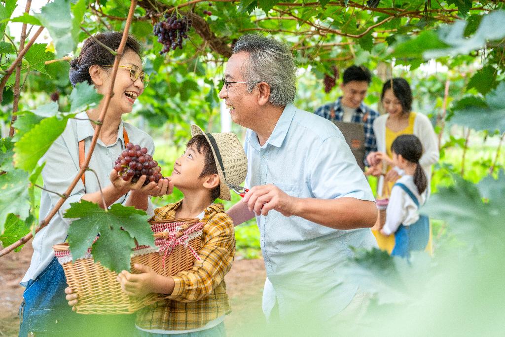 全家人在果园采摘葡萄图片