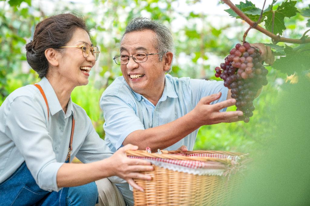 老年夫妻在果园采摘葡萄