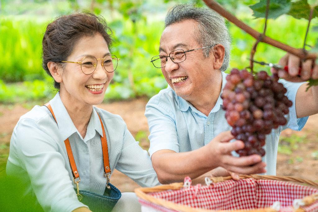 老年夫妻在果园采摘葡萄图片