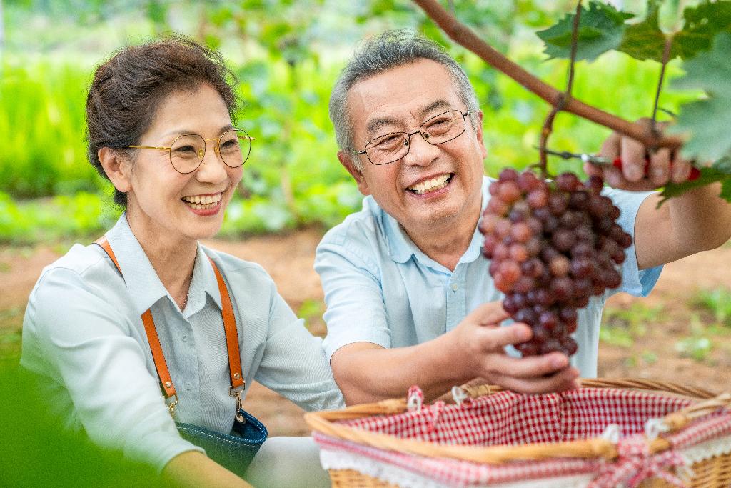 老年夫妻在果园采摘葡萄图片