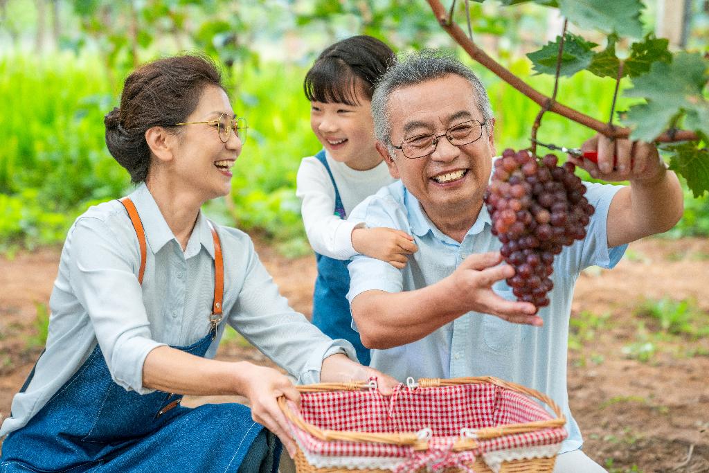 祖孙在果园采摘葡萄图片